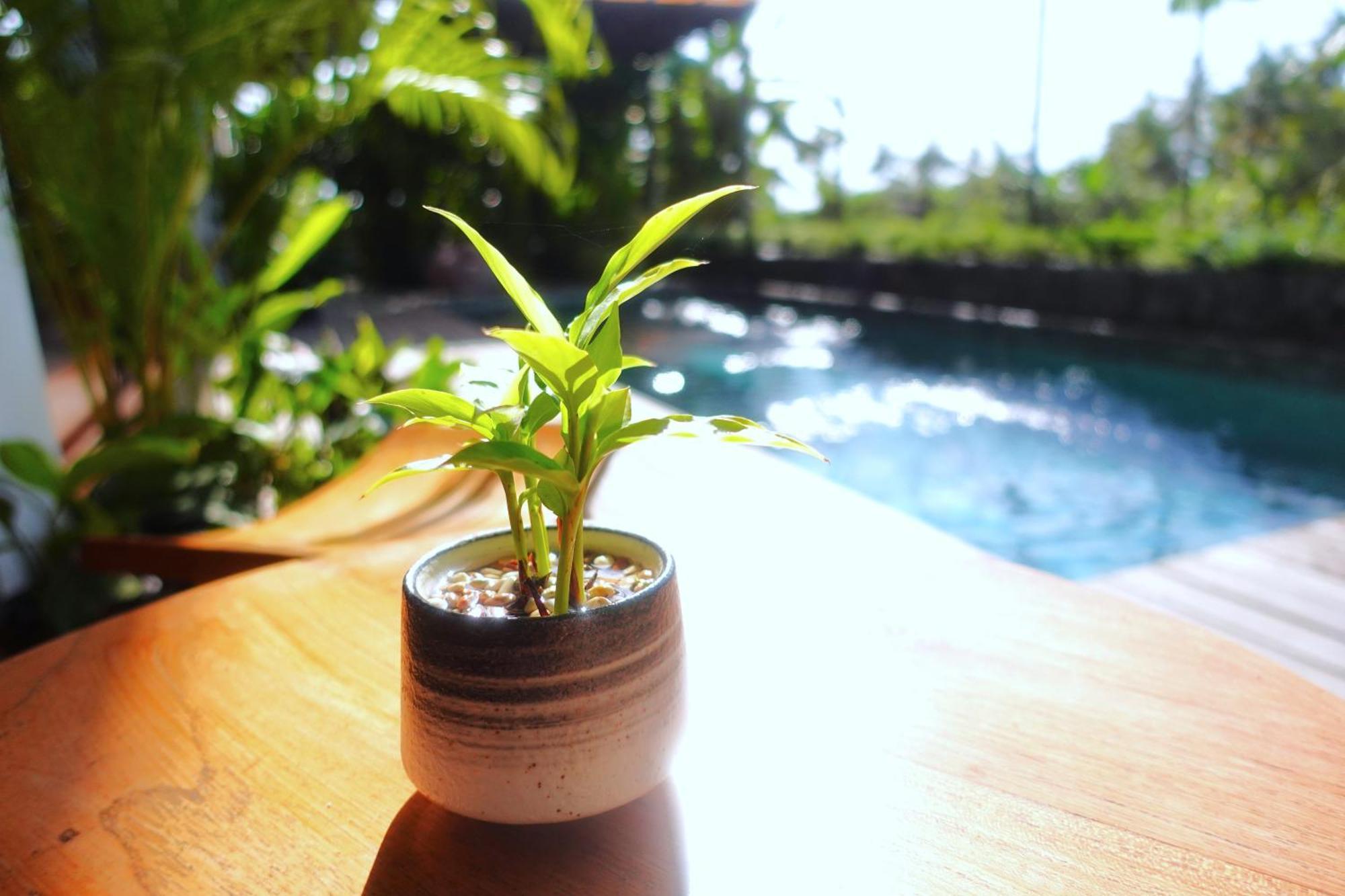 The Vinaya Boutique Hotel Ubud Kültér fotó